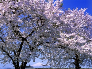 Hanami1