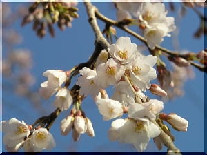 Hanami2